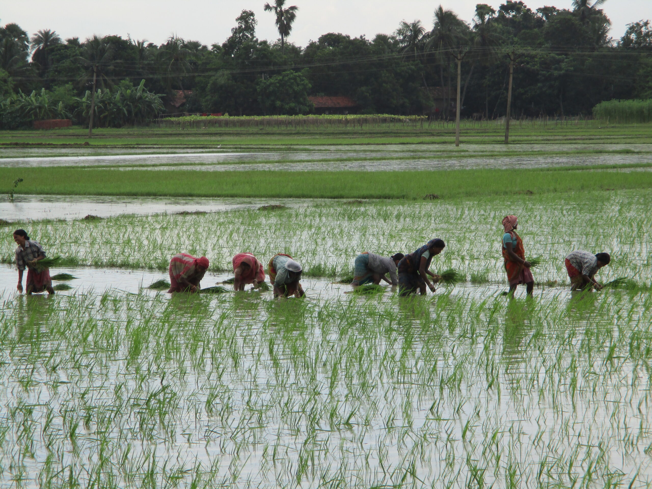 livelihood promotion